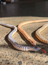 Load image into Gallery viewer, Snake Wood